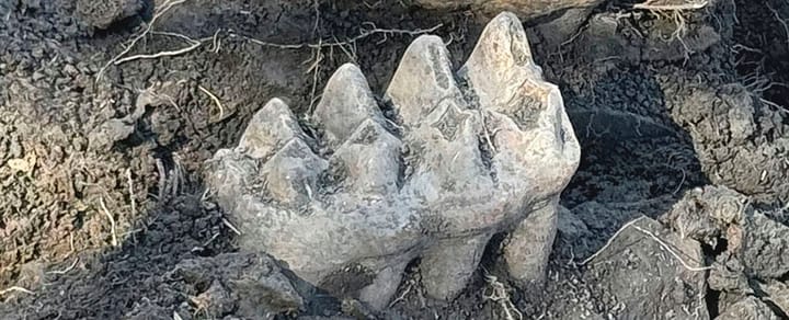 "New York Man Unearths Rare Mastodon Jaw in Backyard Discovery"